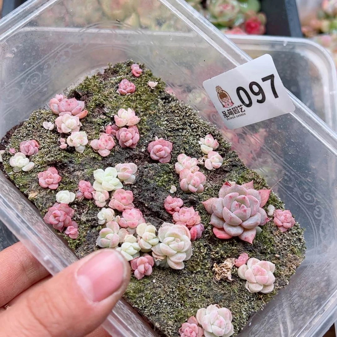 多肉植物多肉植物