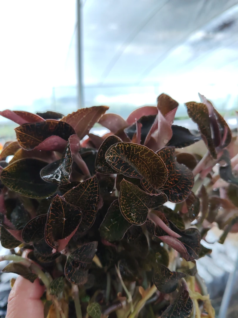 红霞袋苗送种植说明