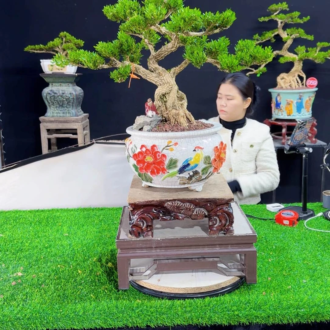 当前无花朵，栽培后可花朵