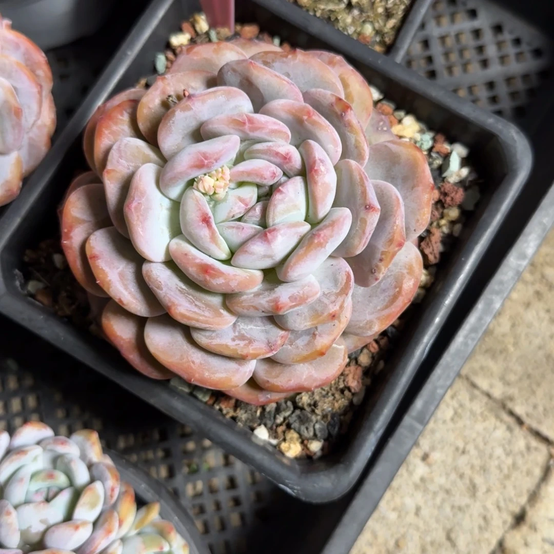 星影大单头2222222222222