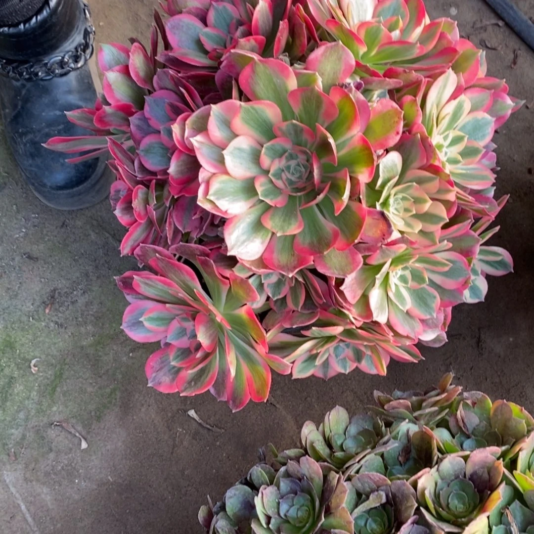 粉女郎度肉1颗10018号