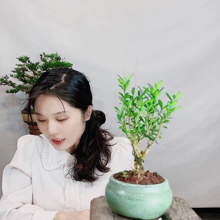 无花朵武**?皱皮雀舌黄杨盆景