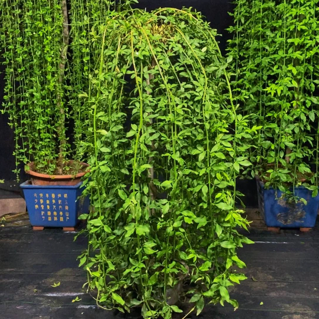 探春花，一物一拍，