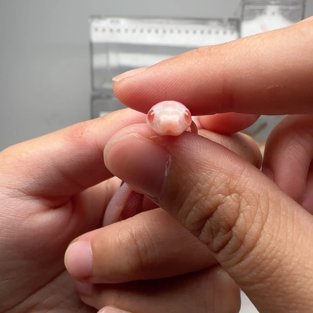 直播间专拍 暴风雪弟弟