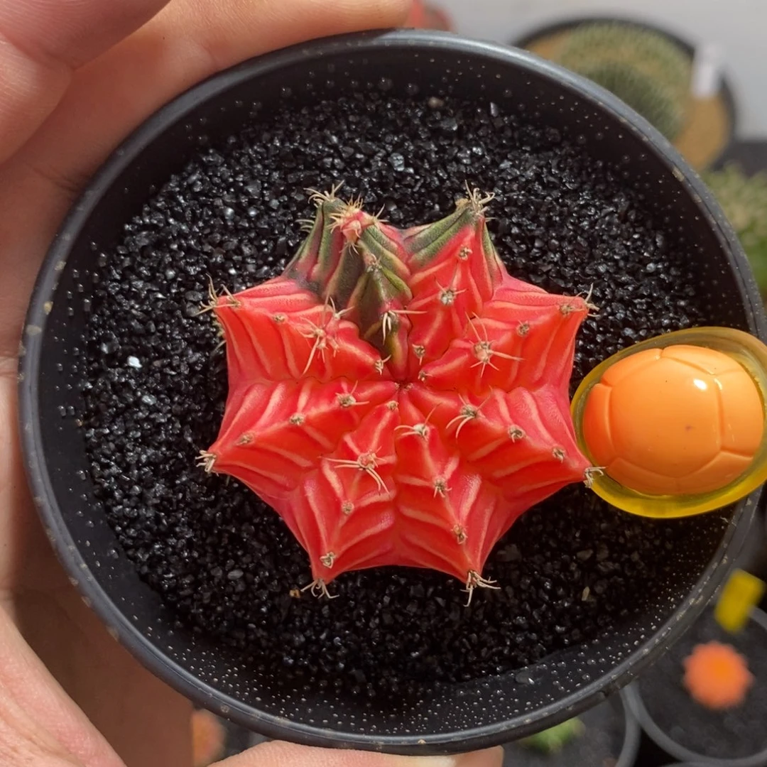 精品米哈—带盆土发货37