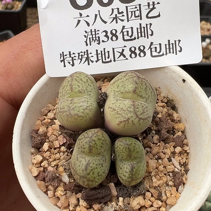 无花朵088号吕毛杂