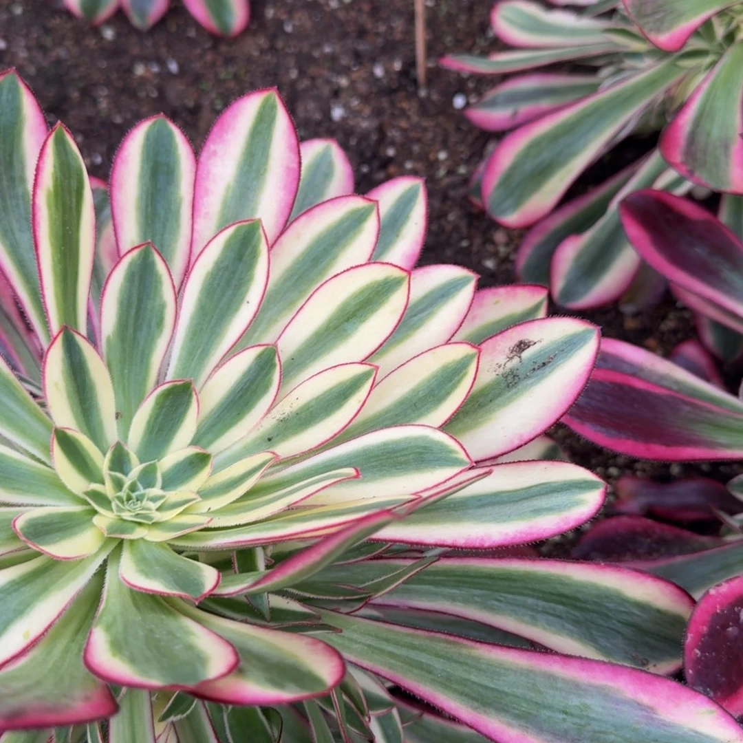 ?**?七彩魅影到春。多肉植物