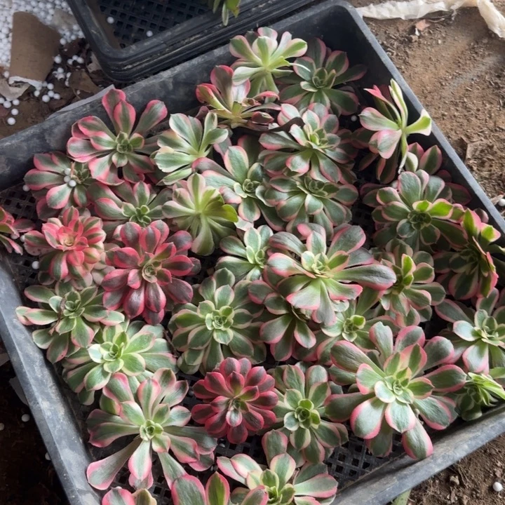 无花朵砍头35颗不包售后