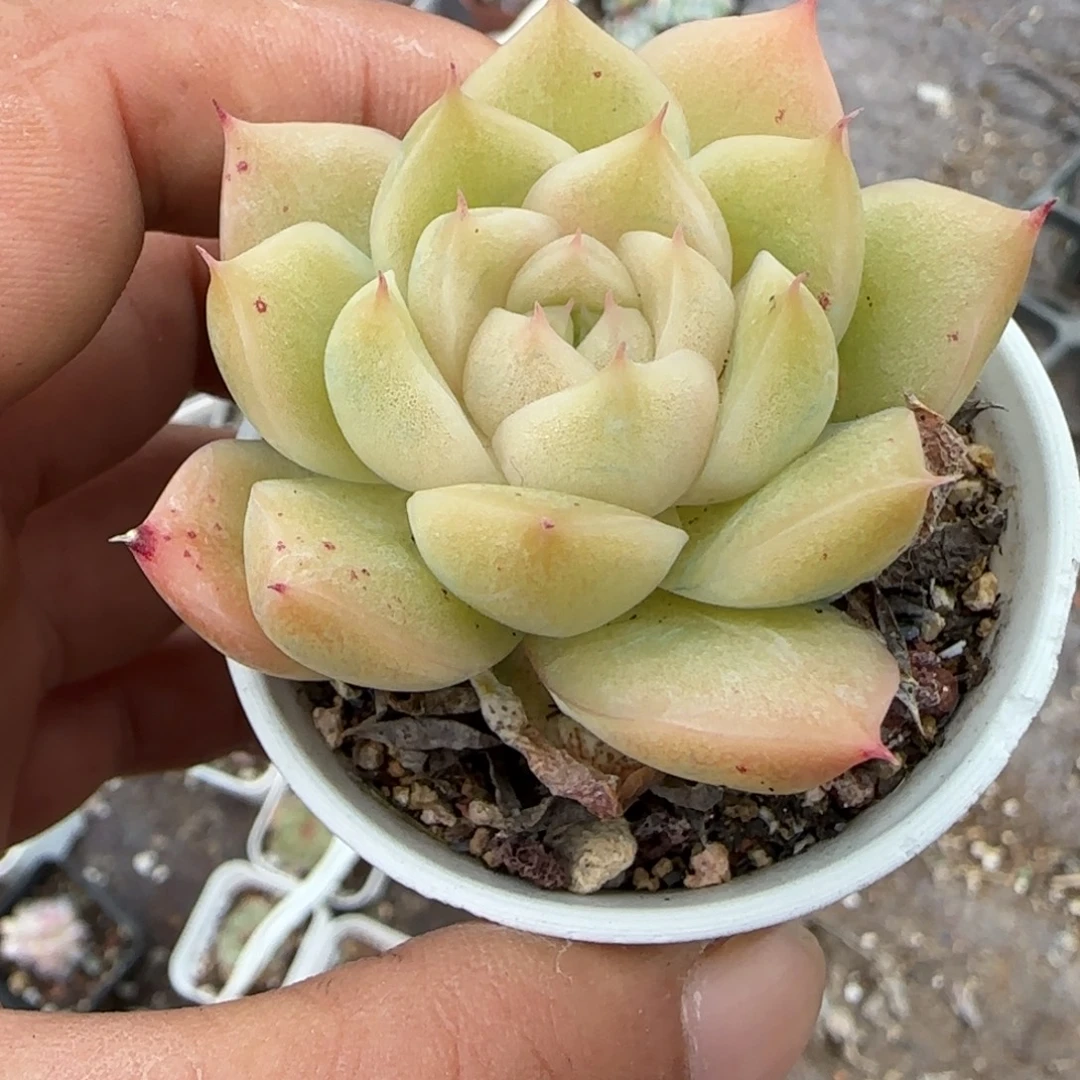 小卡拉米糖心一物一拍