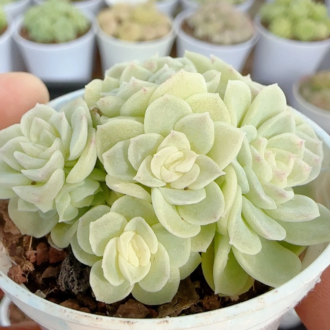 1114-206（优选麦秆）