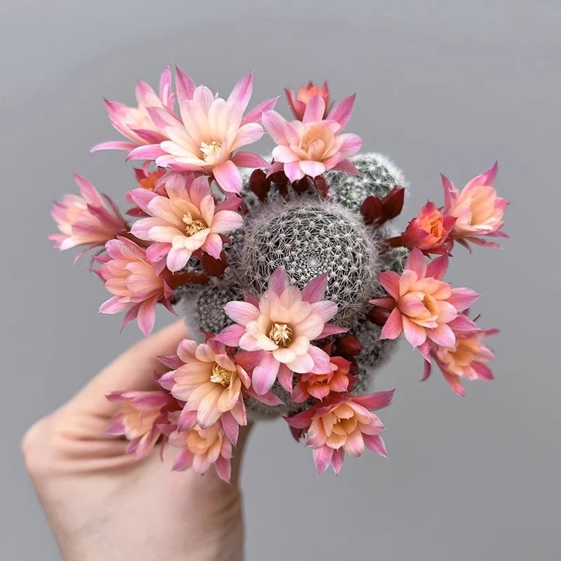 方盆粉蝶宝山多肉植物