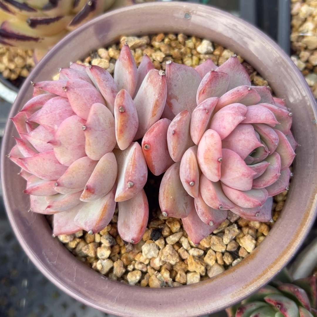 Sp 精控多肉一物一拍