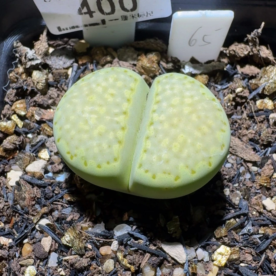 Ssssss便宜出了清货400卡2.8