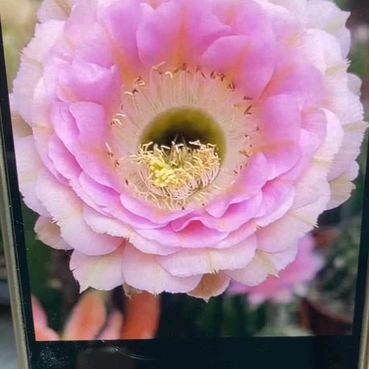 彩草520号侧芽4公分左右干皮