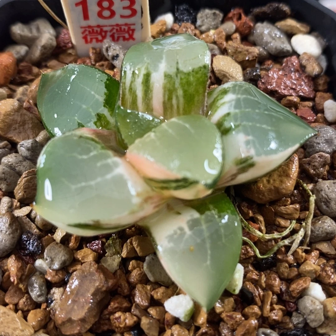 183龙喜锦一物一拍