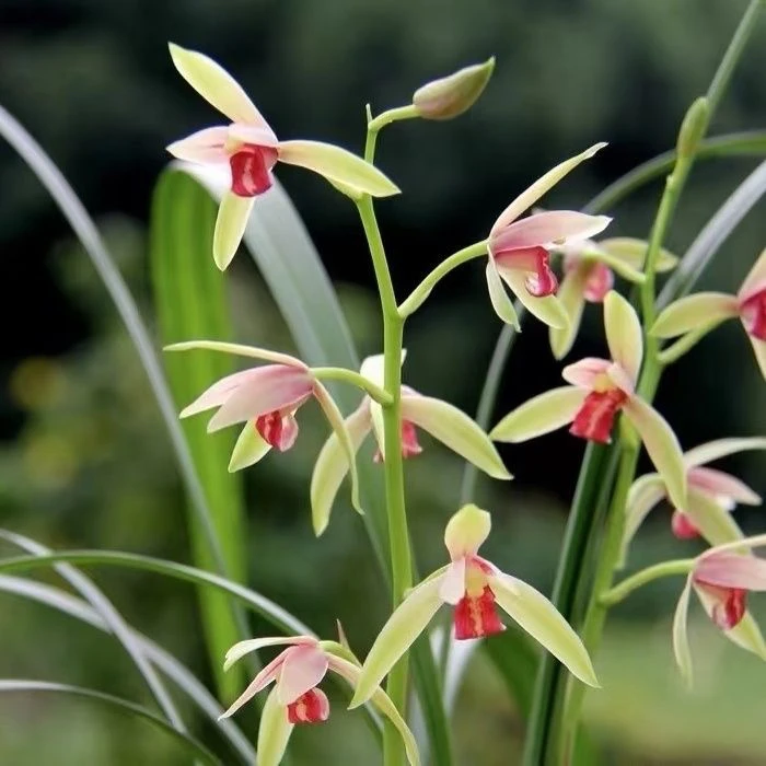 名贵兰花苗建兰四季兰贵妃醉酒浓香好养兰花室内阳台客厅