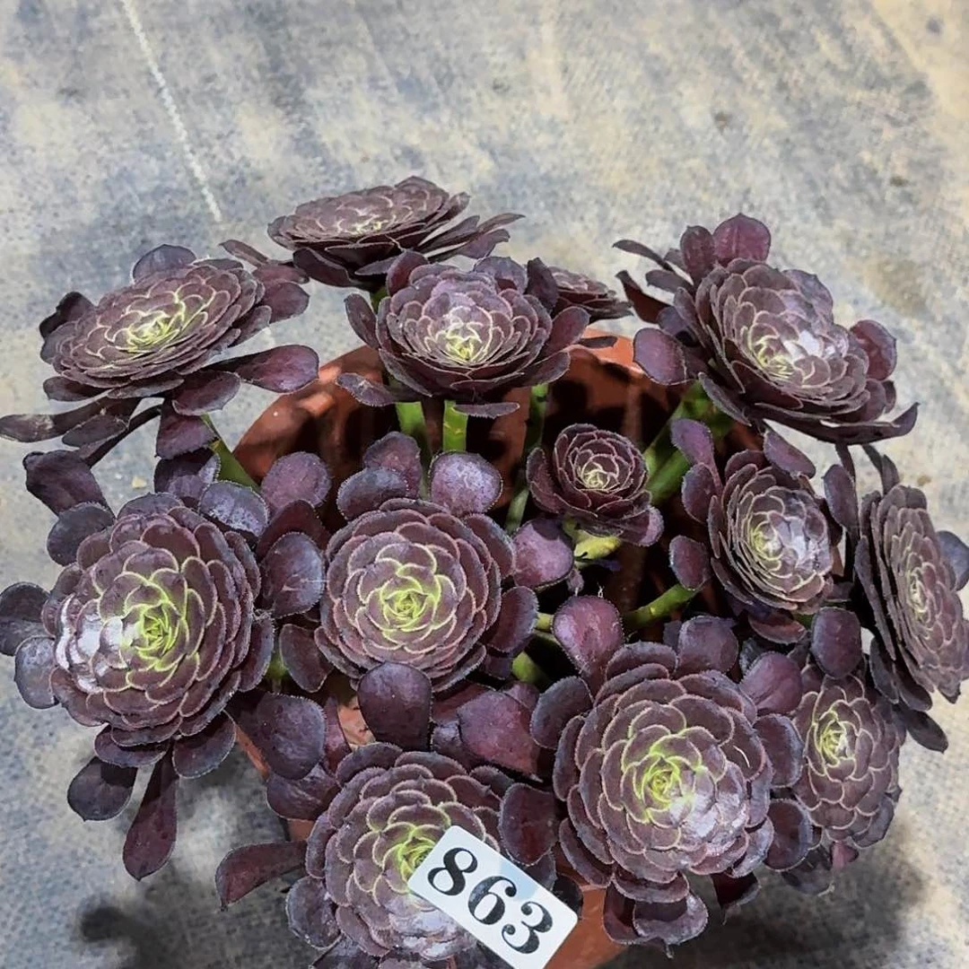 863黑暗萝莉丛林嫩桩多肉植物