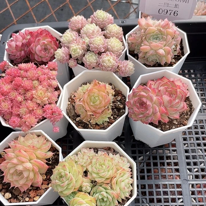 薇薇安园艺多肉0976