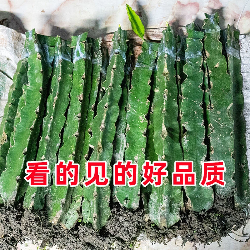 蜜玄龙红心火龙果苗耐热耐寒南北方四季种植阳台盆栽易打理