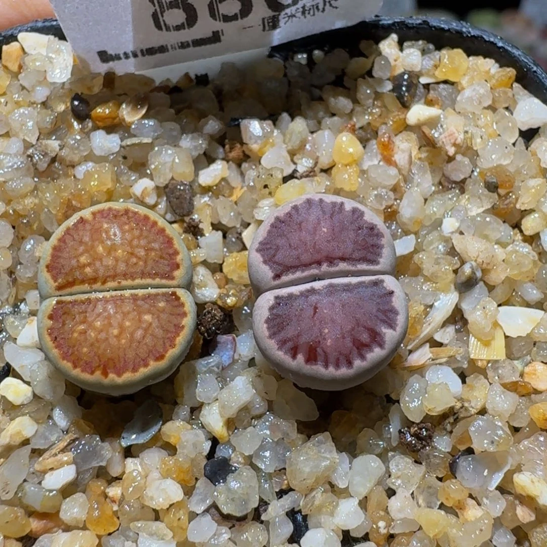 Ssss精品生石花886