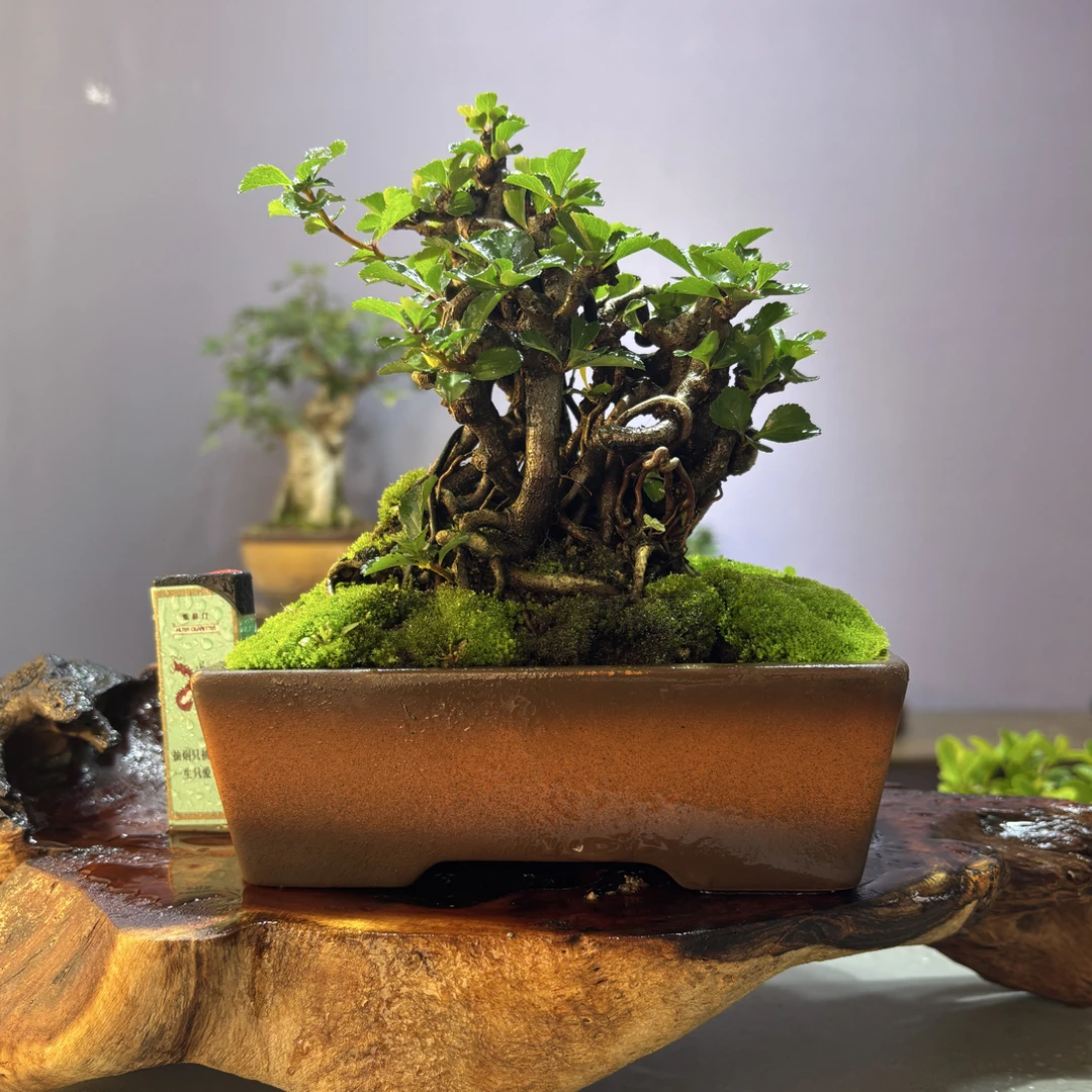 精品大中小桌面书房茶室阳台15分钟庭院品种素材绿植盆栽盆景室内