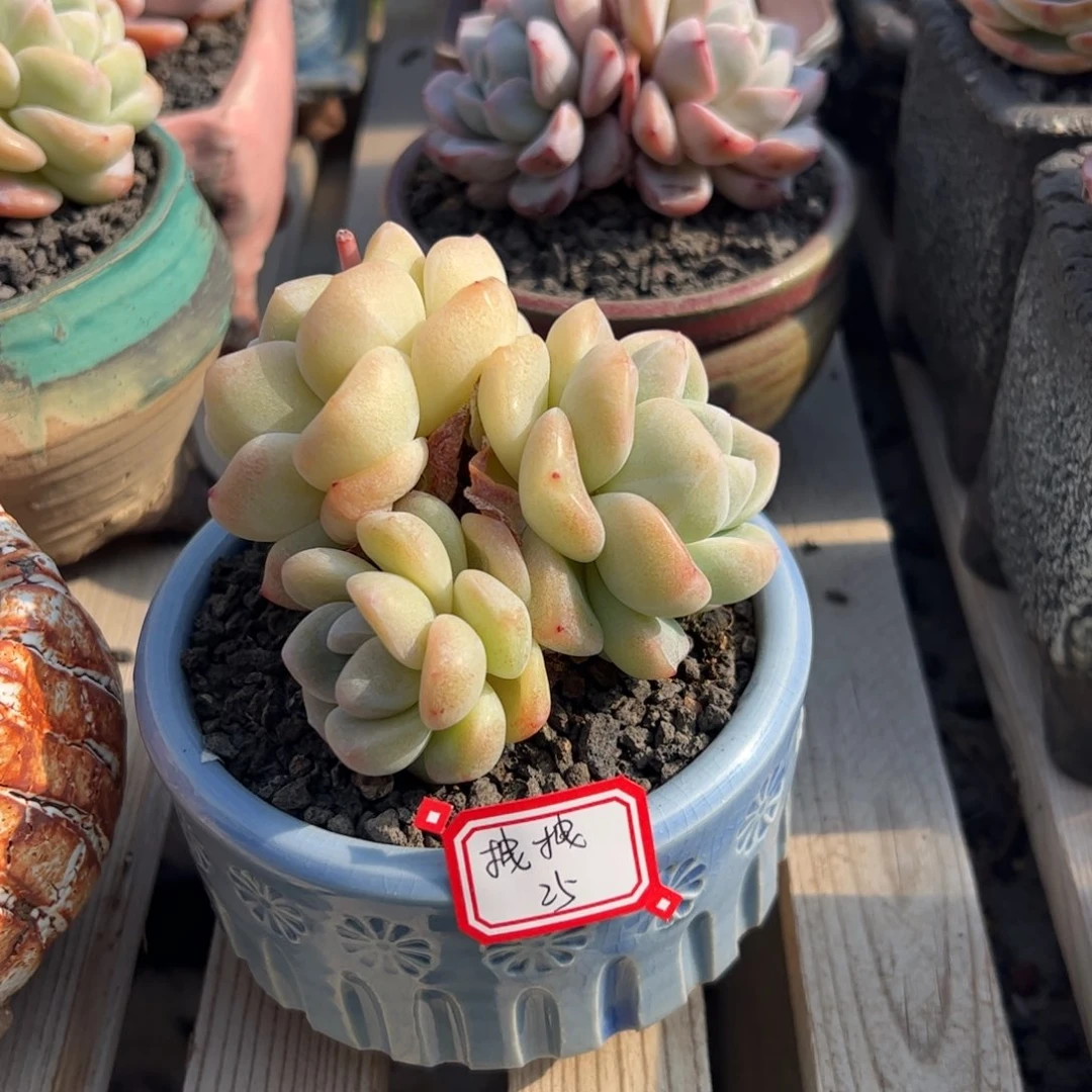 冰玉群生多肉植物