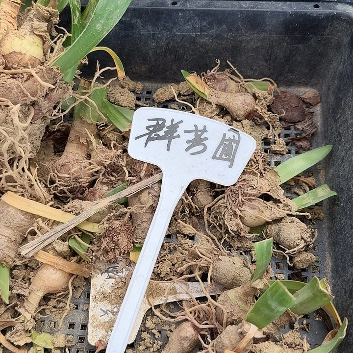 群芳圃朱顶红一棵2+