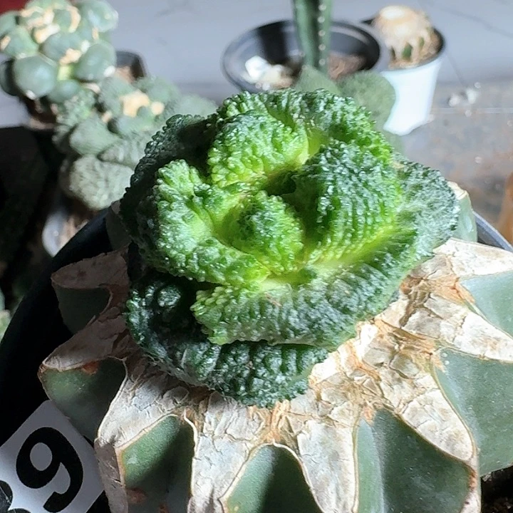 【闪购商品】无花朵L****e哥斯拉的039