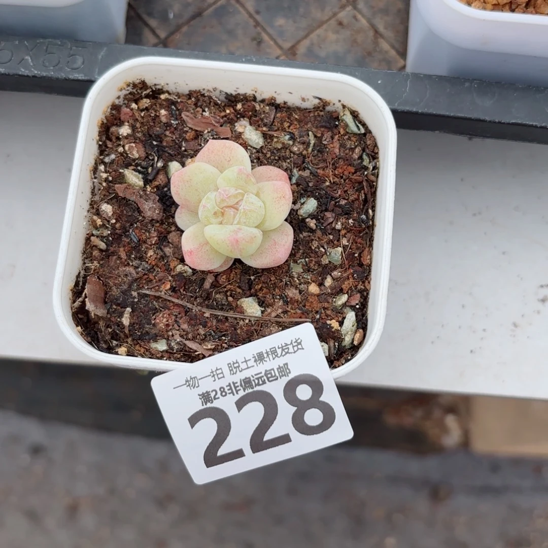 石化冰玉单头多肉多肉