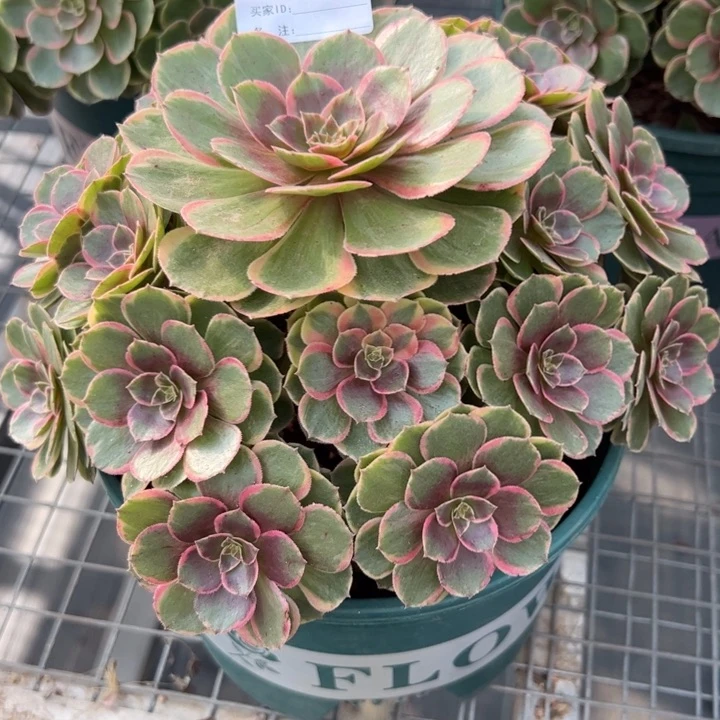 345粉花妖20厘米左右