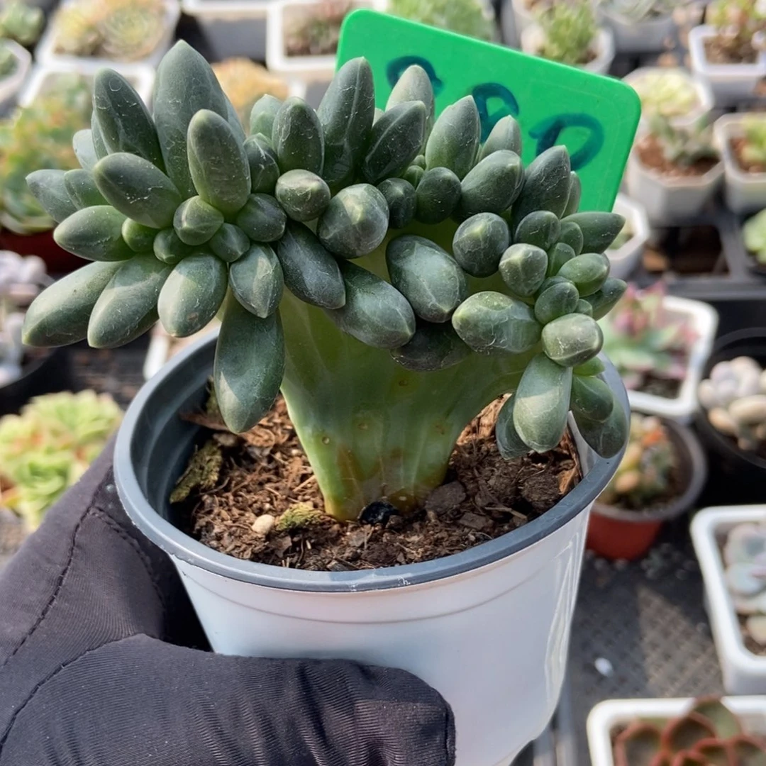 880千代田缀多肉植物