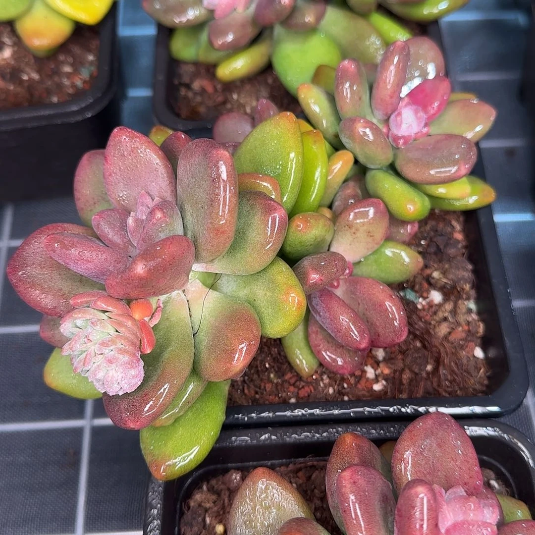 从前慢花园精选芒果奶