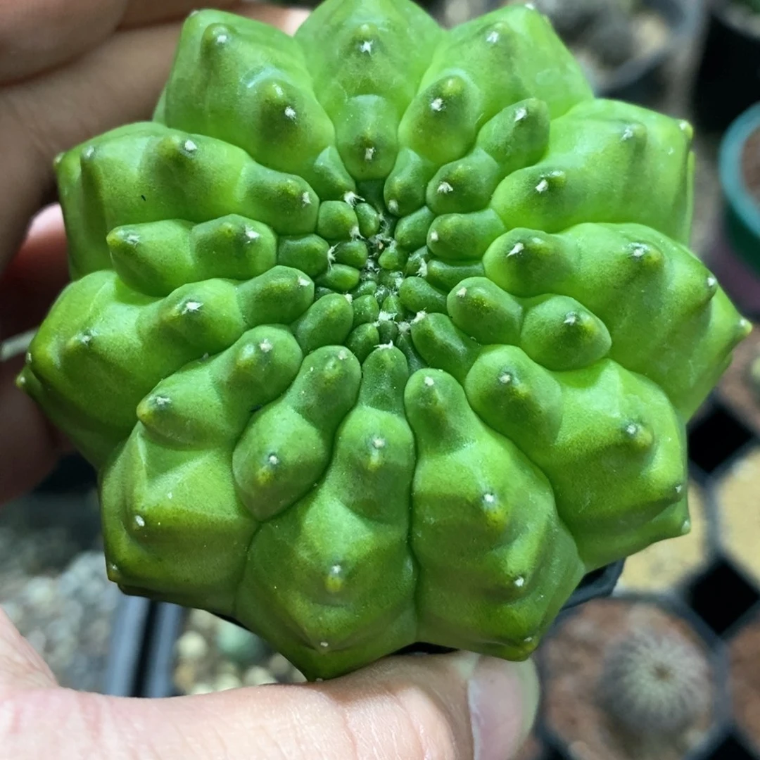 孤品实生泰系超大无刺貘7.6cm