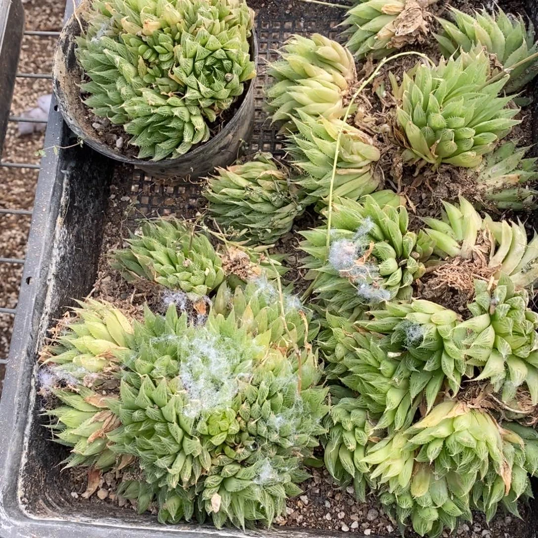 M***贝2624 一整筐全部 超级福利