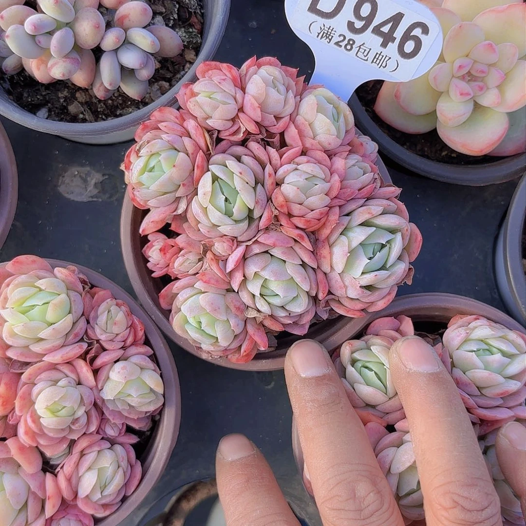 D946贝瑞一物一拍