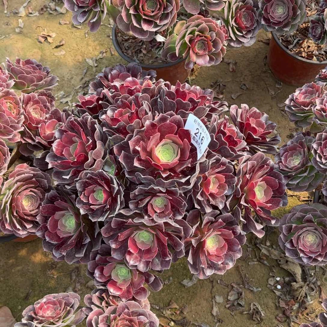 216欧紫多肉植物法师