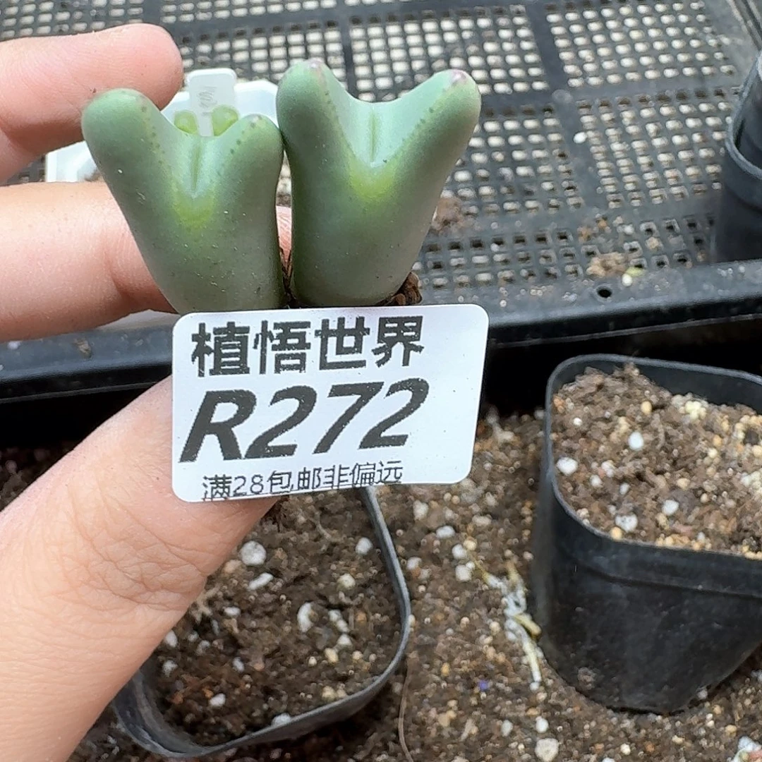 多肉植物的润泽额分gg