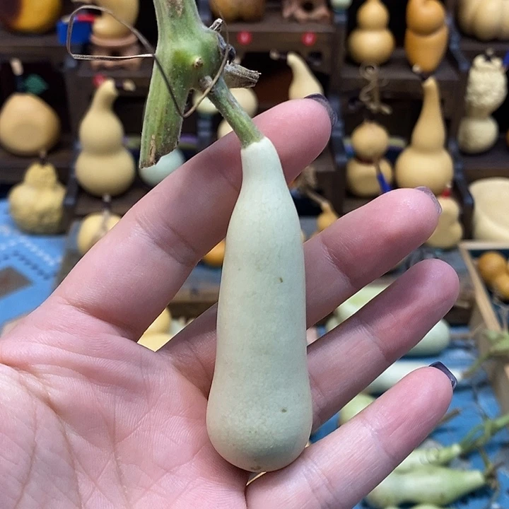 本长青皮全品无暇