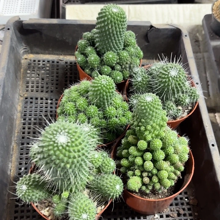 白珠大群随机一盆