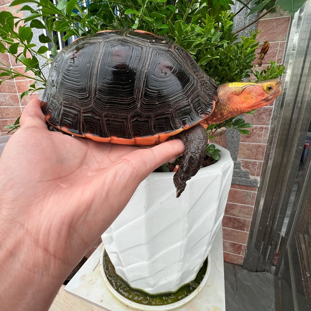 宠物龟活体直播挑选黄缘龟