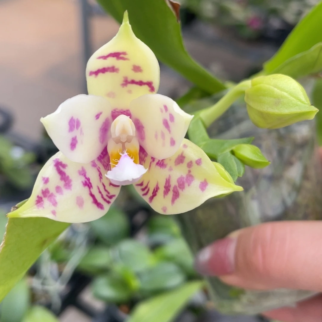 完全开放2.5叶瑕放漏盲盒