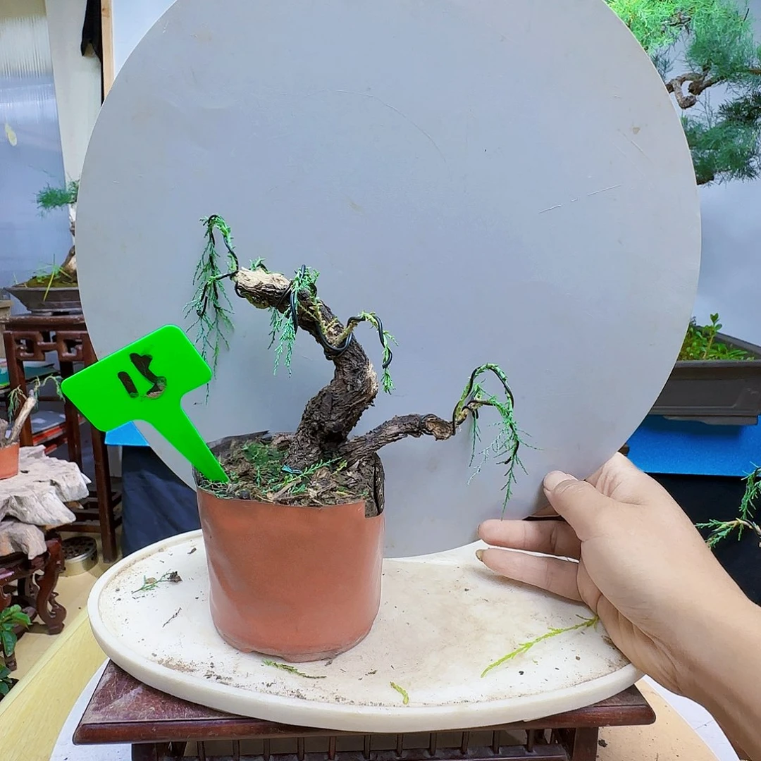 羽***林无花朵三春柳柽柳发硅胶看恐龙