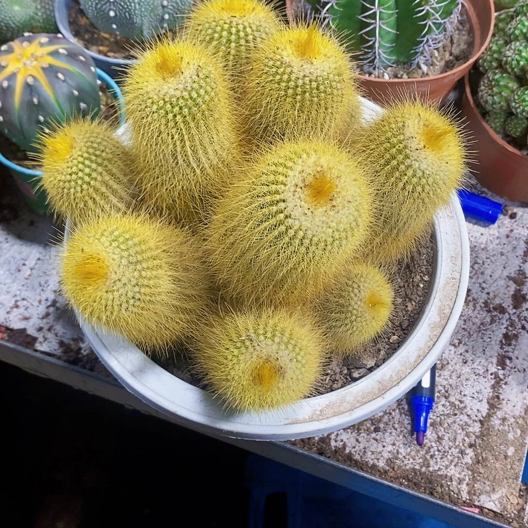 大盆111111111111111个