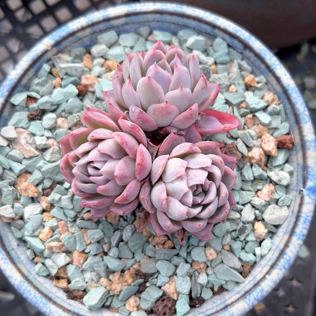 紫罗兰女王（满38包邮）多肉