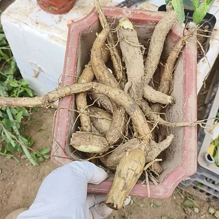 三***头11和月之桂小瓜无土发货