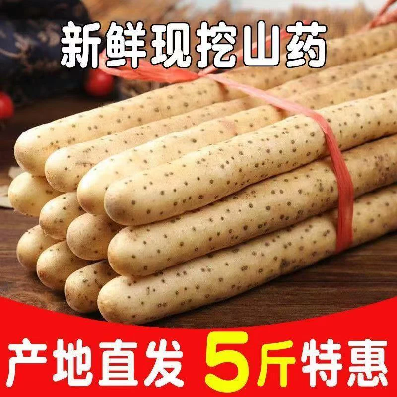 正宗蠡县小白嘴山药5斤新鲜原产地发货营养健康