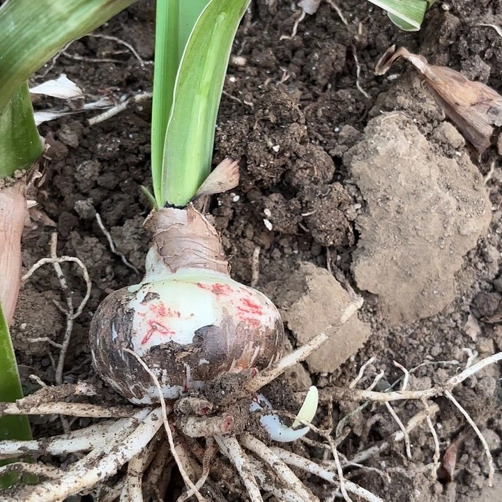自**风物华天宝七左右有标带土