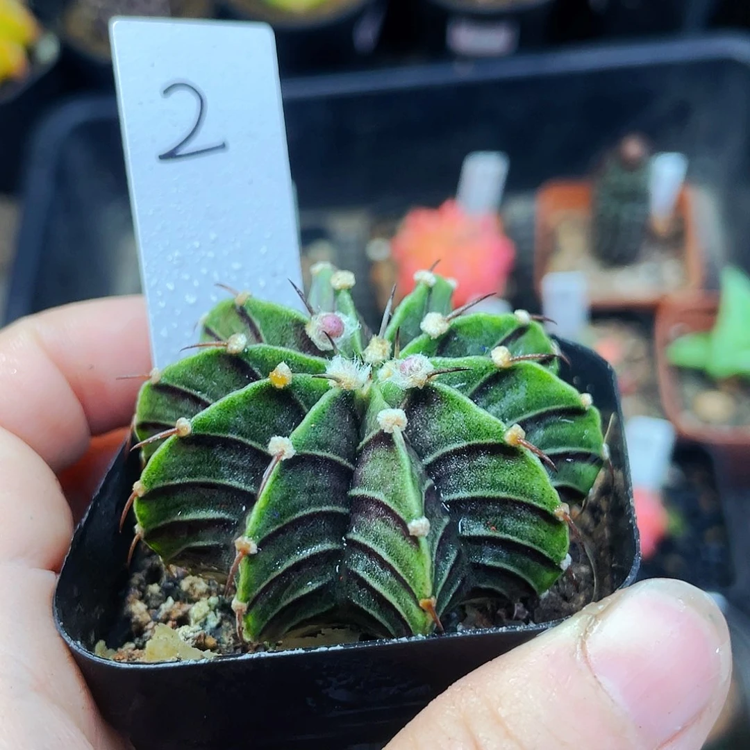 非偏远地区满25包邮裸根