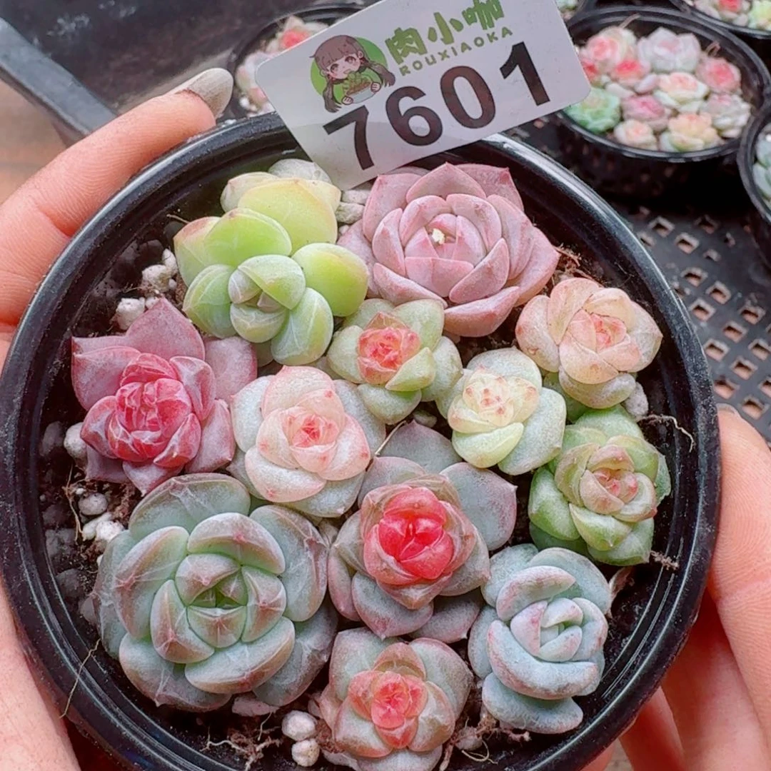 多肉植物多肉植物