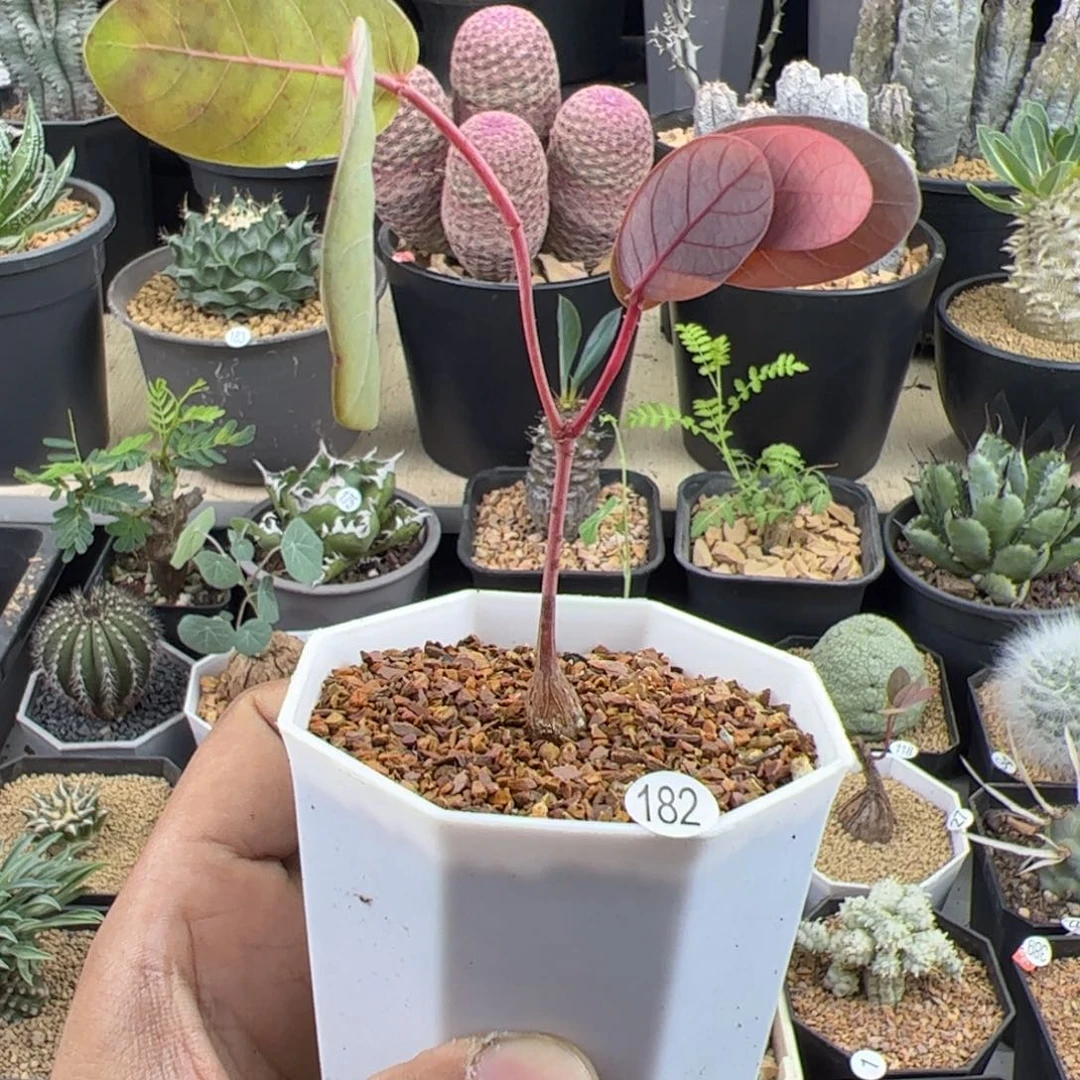 奇异油柑实生一物一拍带盆发